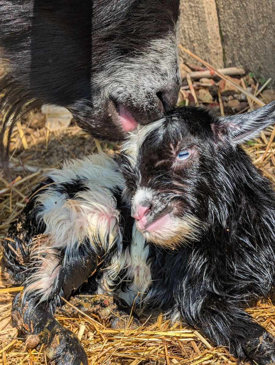 A newborn goat kid being cleaned by its mother